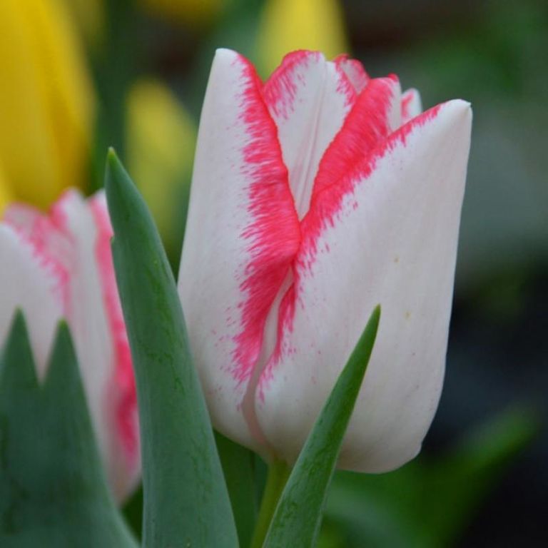 Вирощування тюльпанів. Тюльпан Альбатрос. Tulips Albatros ...