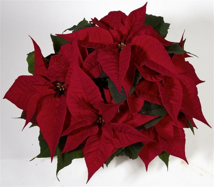 FLOR DE NAVIDAD - 