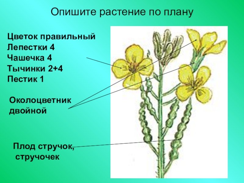 Дикая Редька Цветок Растет На Береговой Линии Восточной Части ...