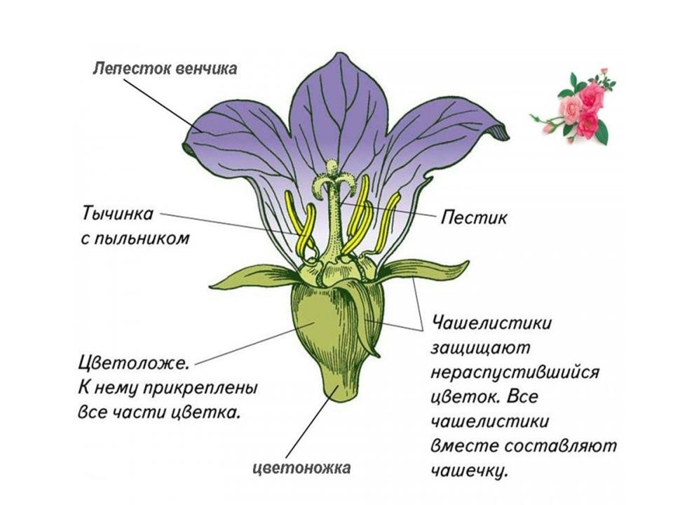 Презентация по биологии 