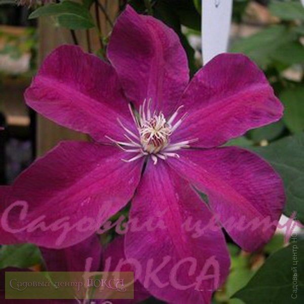 Клематис (Clematis) ампельный Руж Кардинал купить, отзывы ...