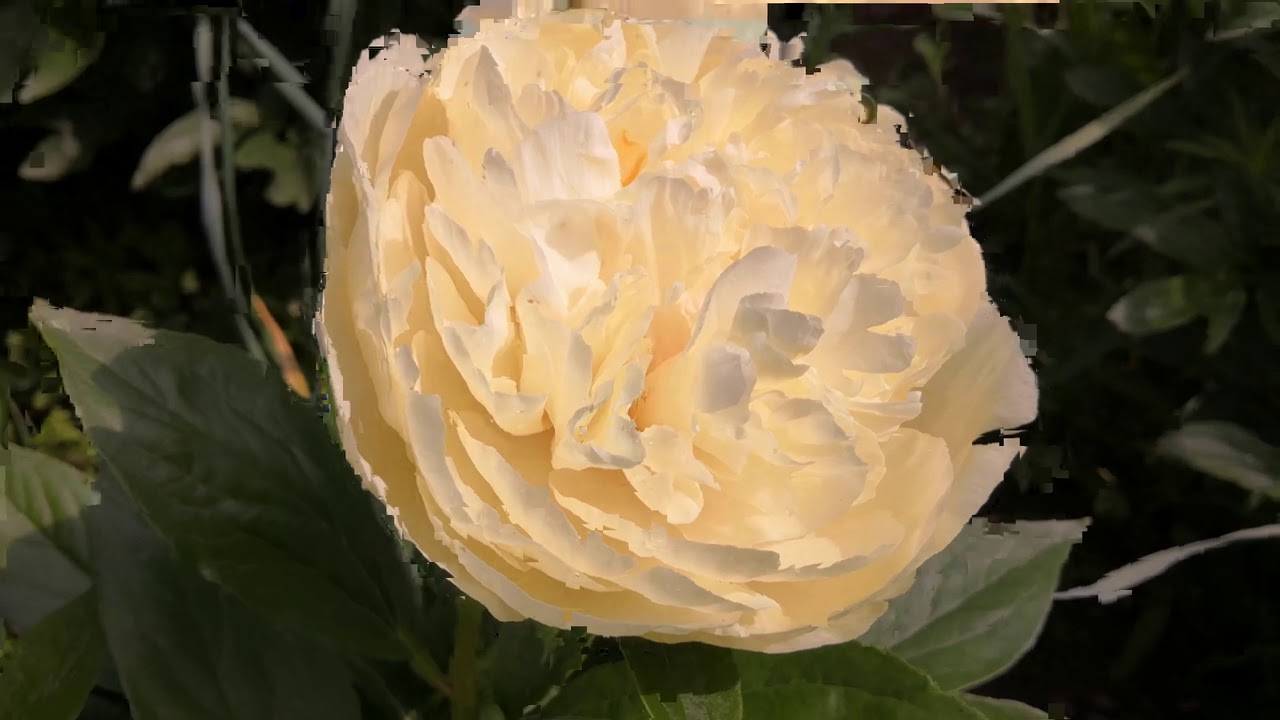 Зацвіли півонії першорічки, 2. Paeonia 