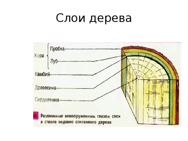 Ответы Mail: Биология якласс 6 класс