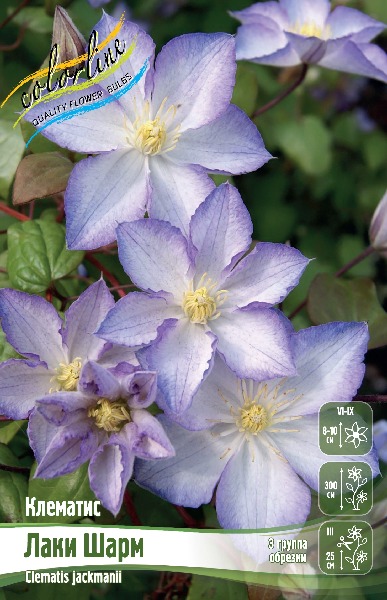 Clematis 'Lucky charm' flowers Stock Photo - Alamy