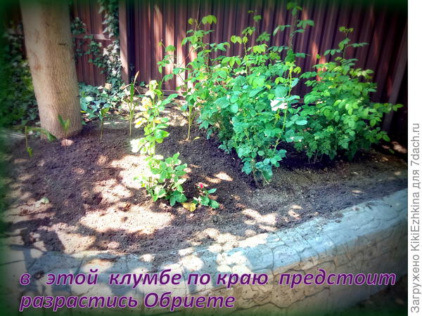 Купить Лук Поливерт - Лук - GardenPlants