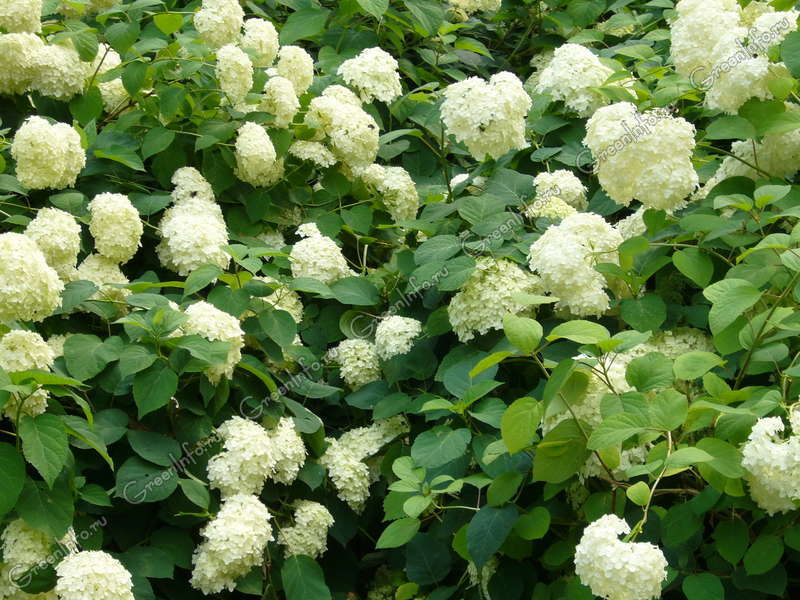 Высокого качества Гортензия H.Sheep Cloud (Hydrangea H.Sheep ...