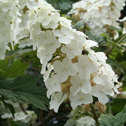 Гортензия дуболистная Сноуфлейк (Hydrangea quercifolia ...