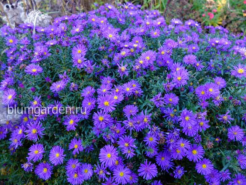 Астра кустовая бордюрная (Aster) Стоковое фото № 3575847 ...