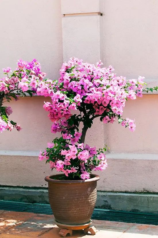 Dried Bougainvillea Flower ...