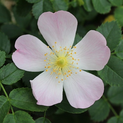 Rosa canina (Brier Rose, Dog Brier, Dog ...