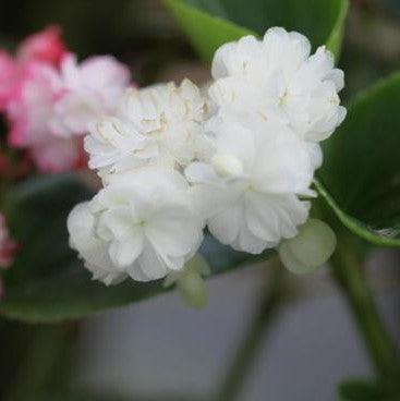 Begonia Tuberous Nonstop Mocca seeds ...