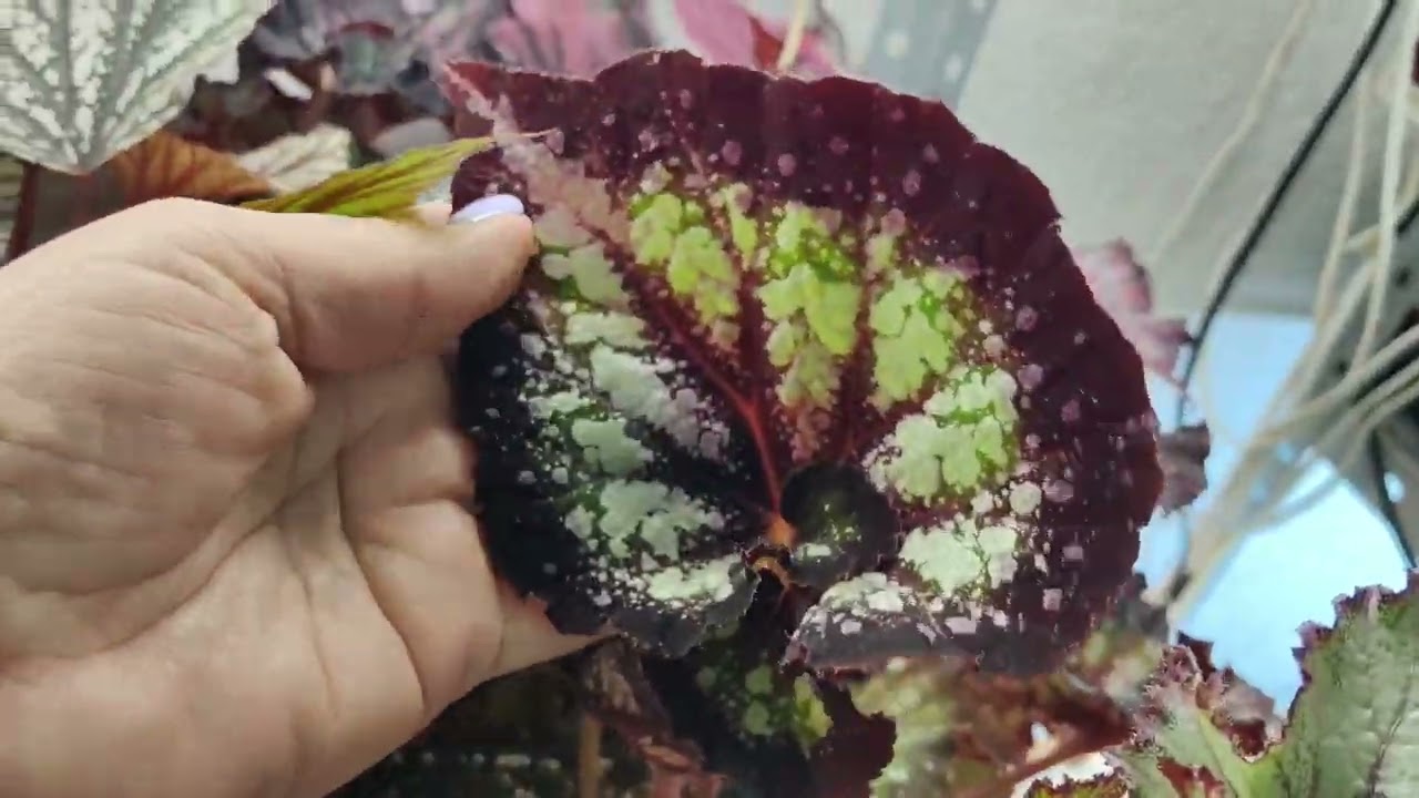 Begonia Shamus perennial indoor variegated leaf plant