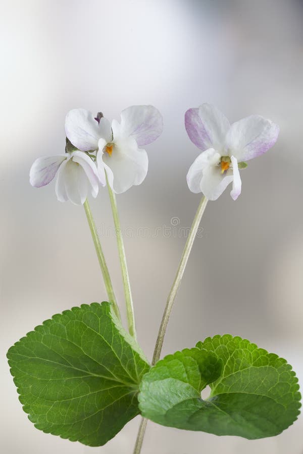 Виола: посадка и уход за растением - Flowers.ua