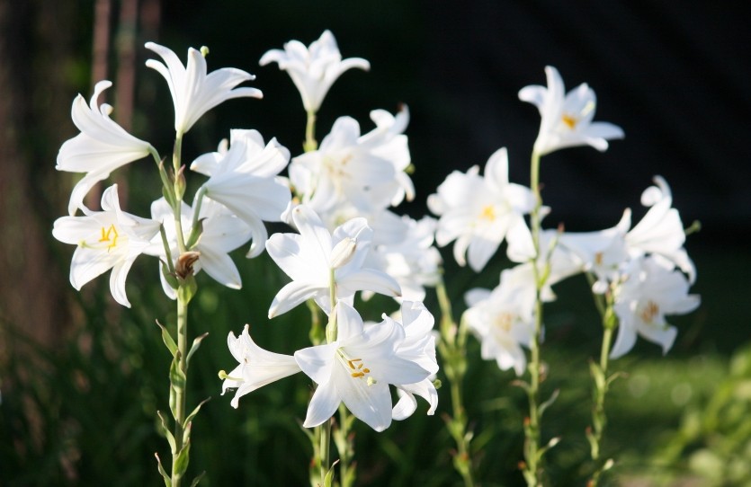 Лилия тигровая Белая Жемчужина Lilium tiger Pearl White ...