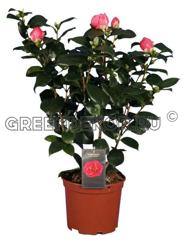 Camellia Japonica 'Fungo' | Japanese Camellia - 190cm -110lt ...