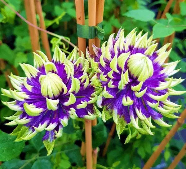 Clematis 'Taiga' — Pflanzengroßhandel FlorAccess