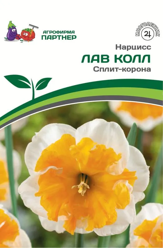 Narcissus Love Call – Floret Library