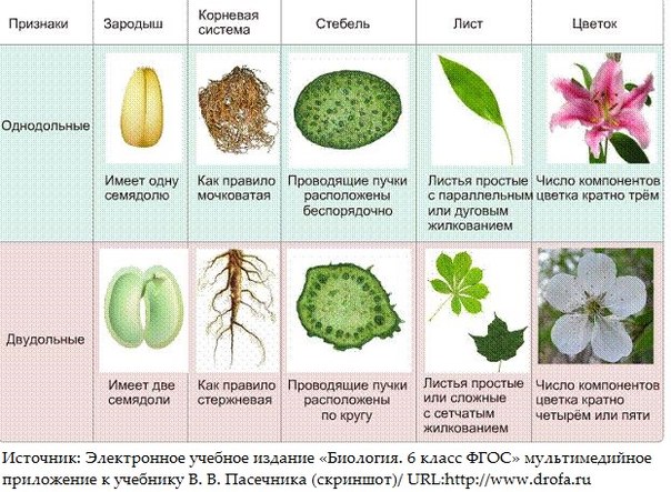 Побег, лист, стебель и почка - City Farmer