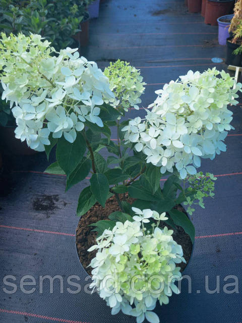 Hydrangea pan. Grandiflora-Гортензия метельчатая Грандифлора ...