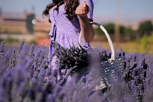 Фото Lavender | Freepik