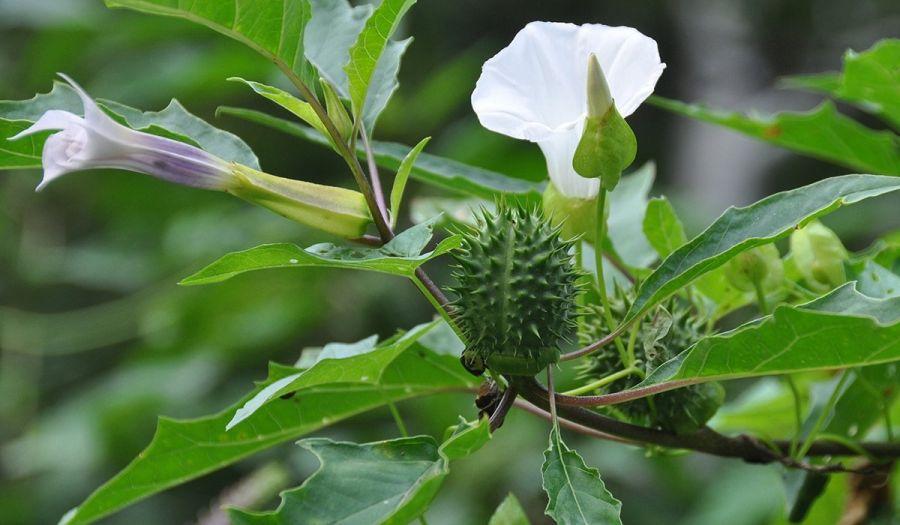 Колокольчик скученный Бельфлер Уайт, белый (Campanula ...