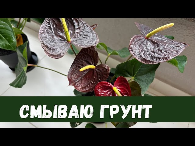 Антуриум Париж (Anthurium Andreanum Black Paris)