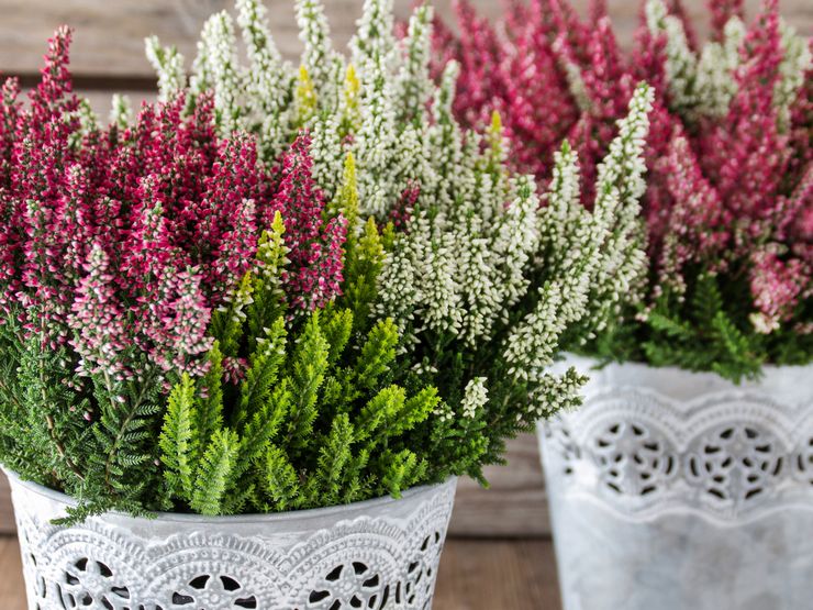 Вереск (Calluna) — описание, выращивание, фото | на LePlants.ru