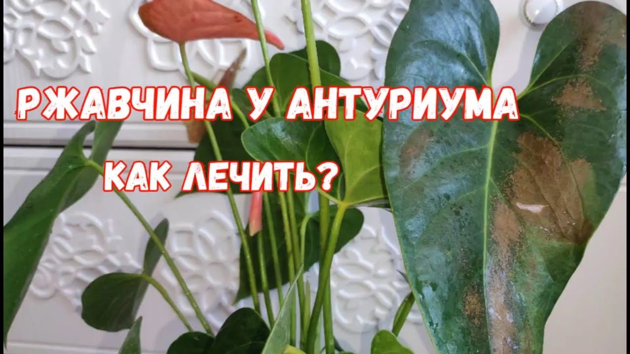 У антуриума желтеют и сохнут листья: причины, что делать ...