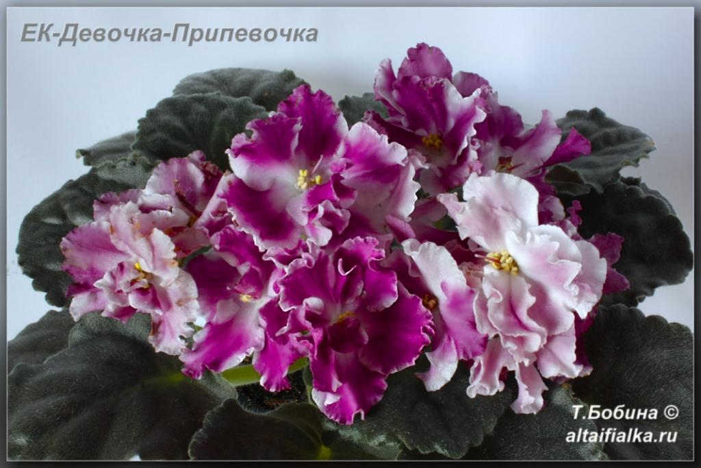 Фиалка ЕК-Лампа Желаний #flowers #цветы - YouTube