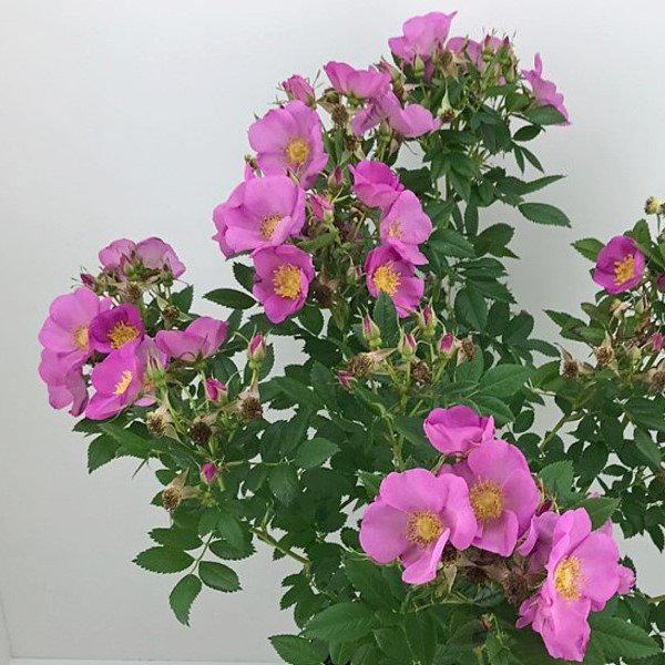 Роза Морщинистая Ругоза (Rosa Rugosa) C5 - купить в Минске, цены