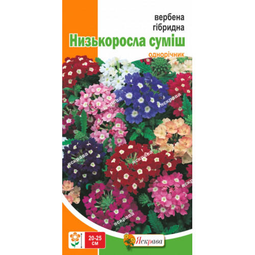 Вербена (Verbena) ампельная в ассортименте в кашпо — Рассада ...