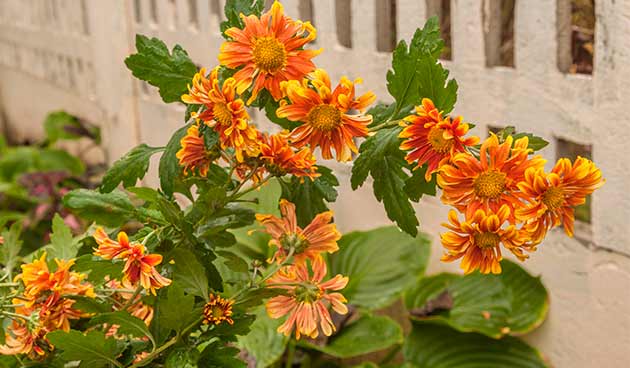 Хризантема садовая многолетняя кустовая (Chrysanthemum ...