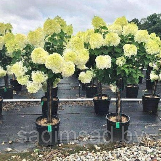 Гортензия метельчатая Роял Флауэр: купить саженцы Hydrangea ...