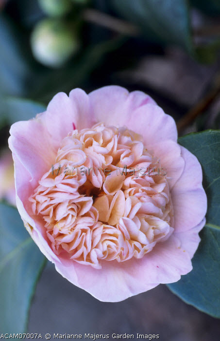 Tinkerbell | Flowers | Peonies | Bagoy's Florist | Anchorage (AK)