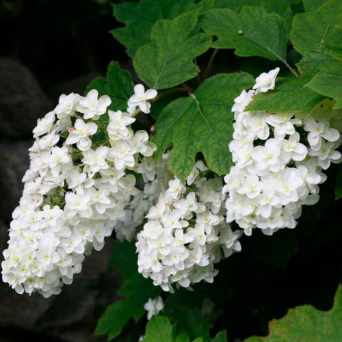 Гортензия дуболистная/Hydrangea quercifolia купить в садовом ...