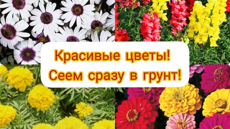 Декоративные кустарники, ЦВЕТУЩИЕ все лето