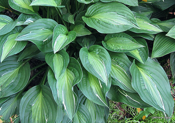 Hosta.com.ua. Хоста Hot Kiss (Хот Кисс ...