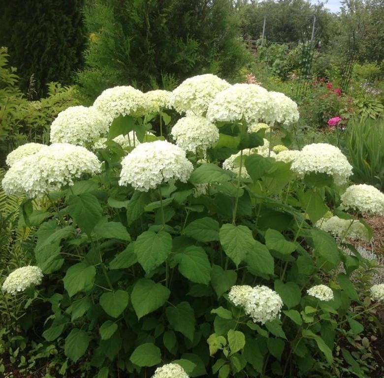 Гортензия древовидная Анабель 🌿 Обзор ...