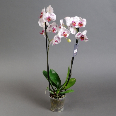 Орхидея Phalaenopsis Panda, midi