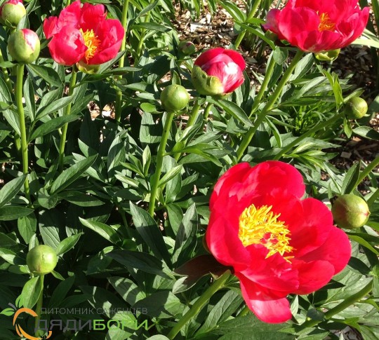 Garden Peony Peony Blaze from Growing ...