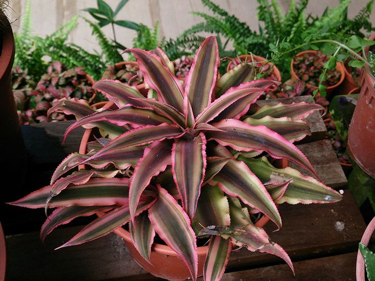 Криптантус двухполосый (детка), Cryptanthus bivittatus – фото ...