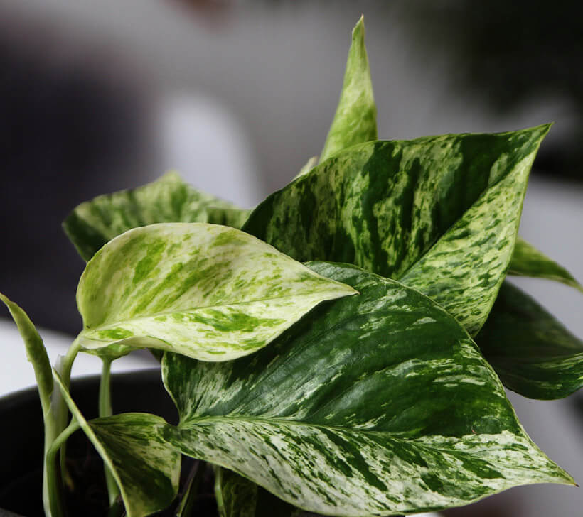 Anthurium Crystallinum ...