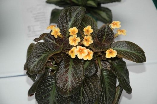 Episcia Cupreata Copper ...