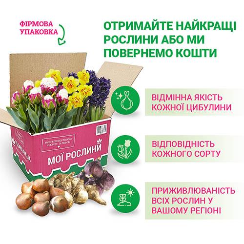 Hyacinthus Гиацинт восточный 'Уайт Перл' — Растения Оптовая ...