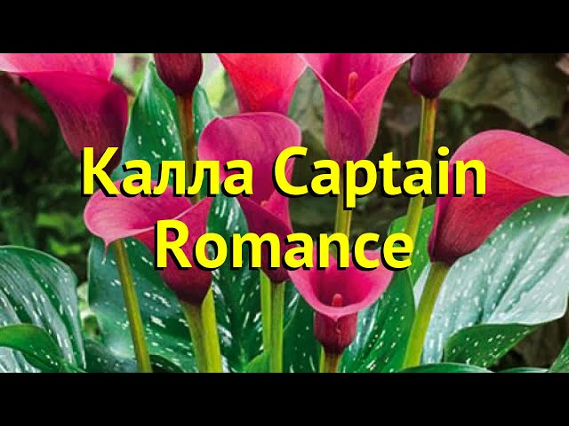 Калла Captain Romance - купить с доставкой по Украине, цена в ...