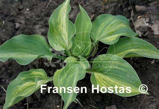 Photo of Hosta Moonlight Sonata (Hosta ...