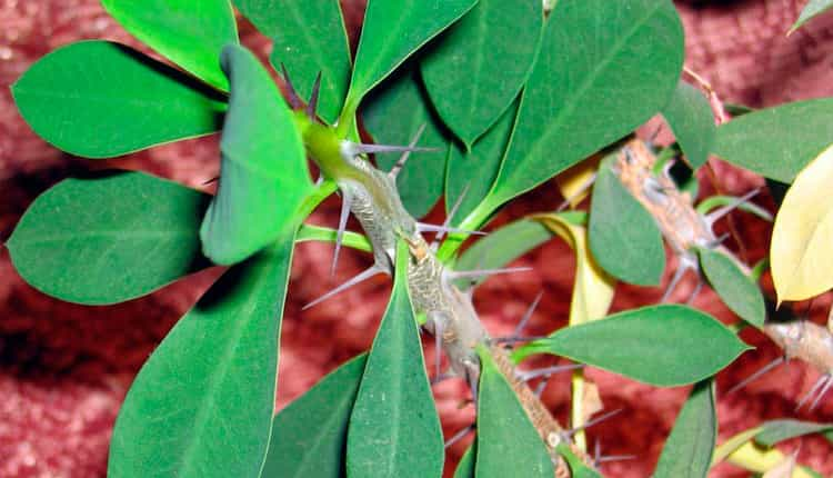 Euphorbia leuconeura - Молочай беложильчатый: купить 3 семени ...