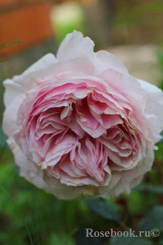 Jardins de Villandry ...