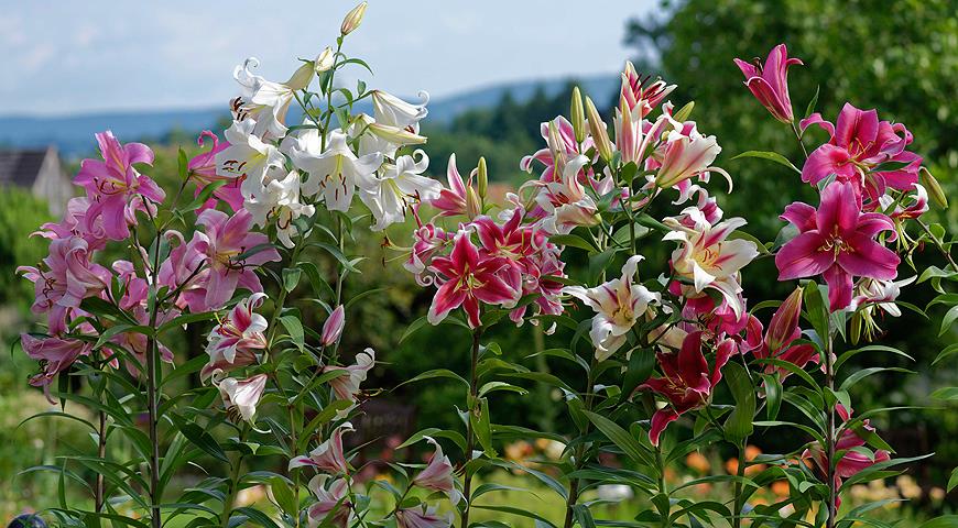 Lilie Gaucho - OT hybridy (Lilium) | Rostliny-cs.com