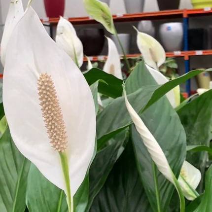 Белый бутон и цветок Spathiphyllum зеленых листьев домашний ...